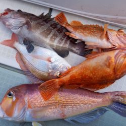 アマテラス 釣果