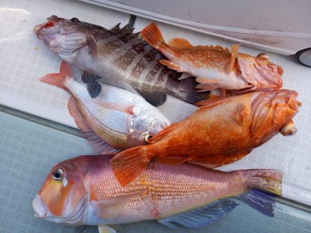 アマテラス 釣果