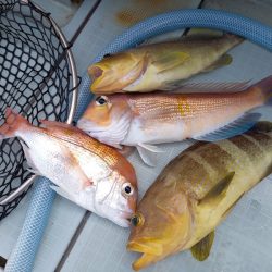 アマテラス 釣果