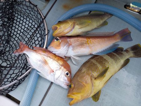 アマテラス 釣果