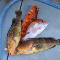 アマテラス 釣果