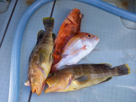 アマテラス 釣果