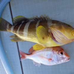 アマテラス 釣果