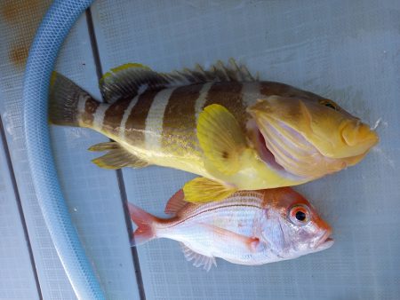 アマテラス 釣果