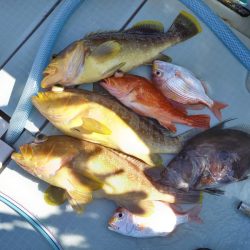 アマテラス 釣果