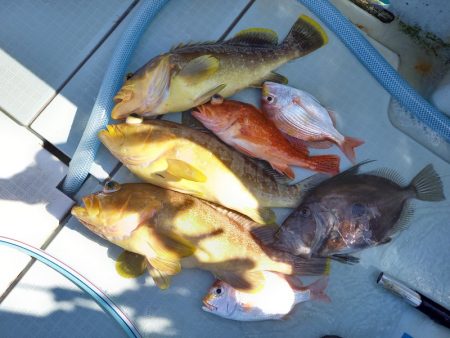 アマテラス 釣果