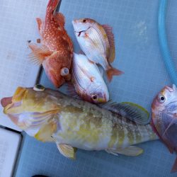 アマテラス 釣果