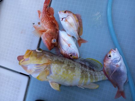 アマテラス 釣果