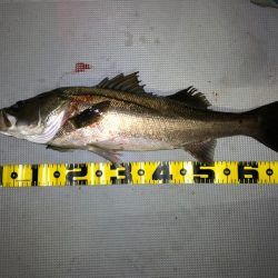 Chase(チェイス) 釣果