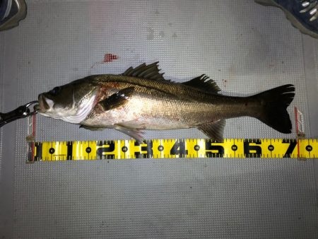 Chase(チェイス) 釣果