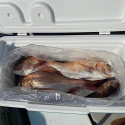 遊漁船ブルーウッズ 釣果