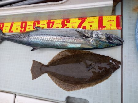 アマテラス 釣果