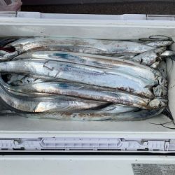 SeaRide(シーライド) 釣果