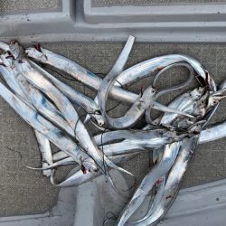 SeaRide(シーライド) 釣果