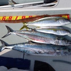 アマテラス 釣果