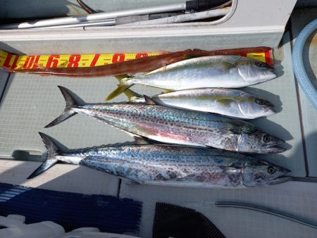 アマテラス 釣果