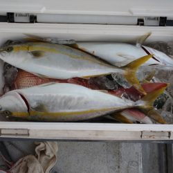 ありもと丸 釣果