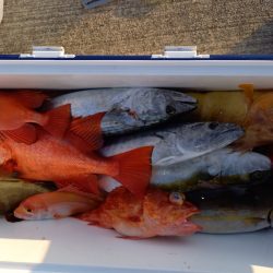 第二龍勢丸 釣果