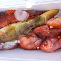 第二龍勢丸 釣果