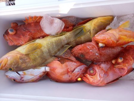 第二龍勢丸 釣果