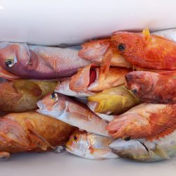 第二龍勢丸 釣果