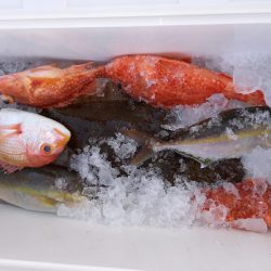 第二龍勢丸 釣果