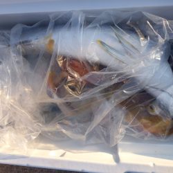 第二龍勢丸 釣果