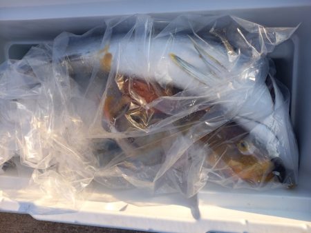 第二龍勢丸 釣果