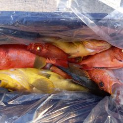 第二龍勢丸 釣果