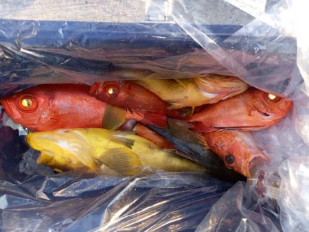 第二龍勢丸 釣果