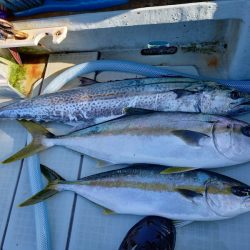 アマテラス 釣果