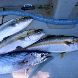 アマテラス 釣果