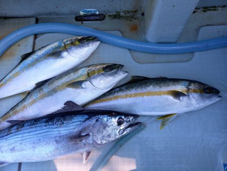 アマテラス 釣果