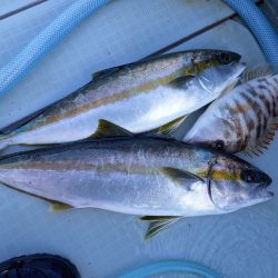 アマテラス 釣果