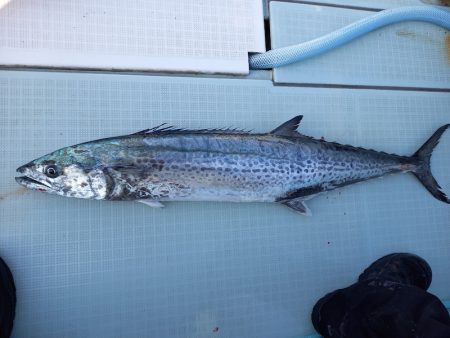 アマテラス 釣果