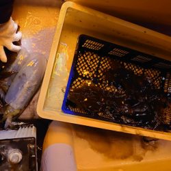 海龍丸（石川） 釣果