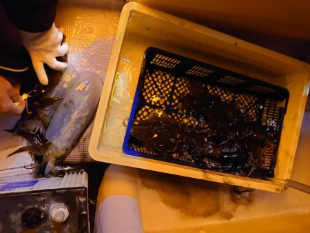 海龍丸（石川） 釣果