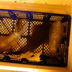 海龍丸（石川） 釣果