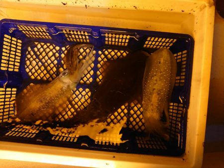 海龍丸（石川） 釣果