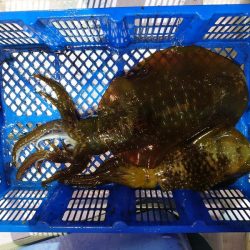 海龍丸（石川） 釣果