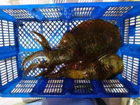 海龍丸（石川） 釣果