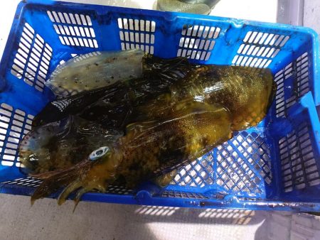 海龍丸（石川） 釣果