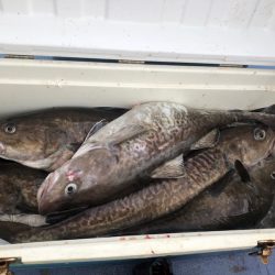 第二　つれたか丸 釣果