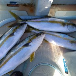 アマテラス 釣果