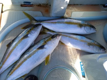 アマテラス 釣果