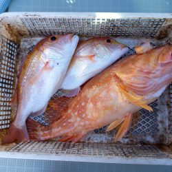 アマテラス 釣果