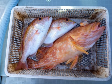 アマテラス 釣果