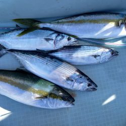 アマテラス 釣果