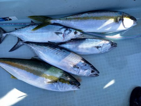 アマテラス 釣果