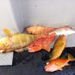 第二龍勢丸 釣果